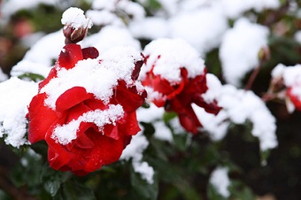 Москву засадят морозоустойчивыми розами