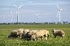 В России опровергли безопасность ветряков и солнечных батарей